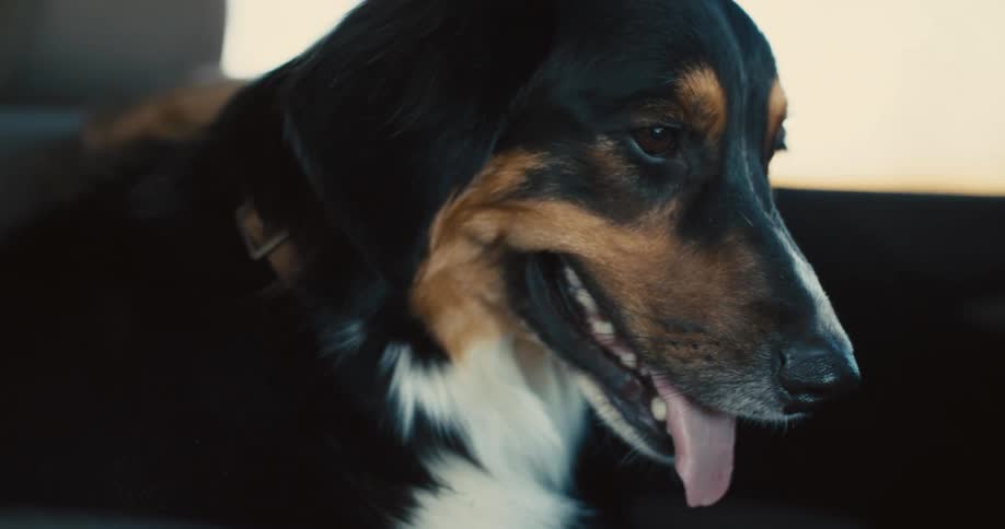A person is sitting in a car with a black and tan dog with white markings the dog is panting and looking out the window