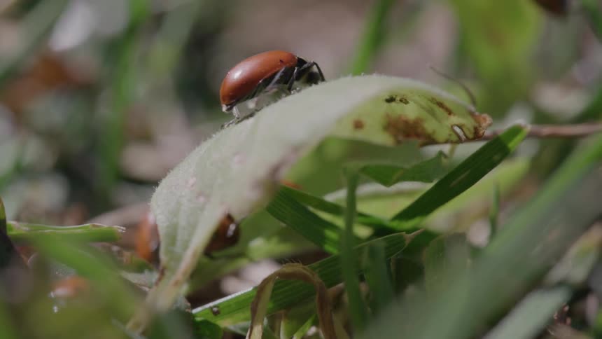 A bunch of bugs crawl on the leaves