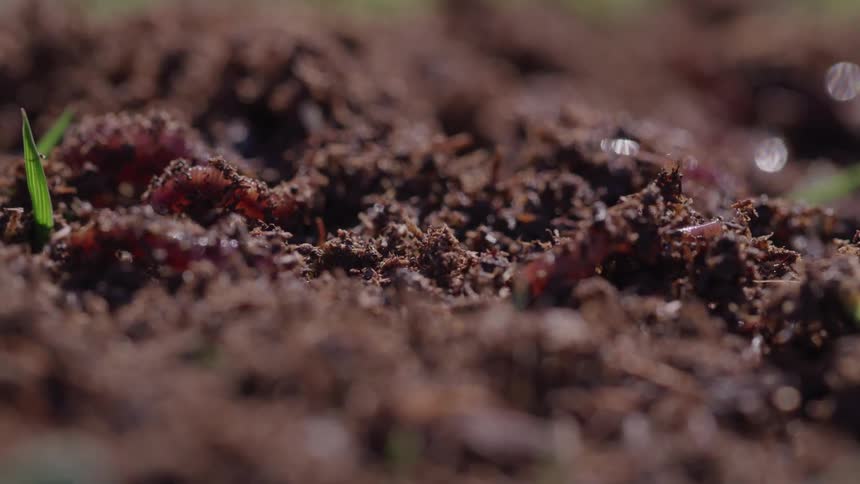 Larvae move through moist soil in closeup