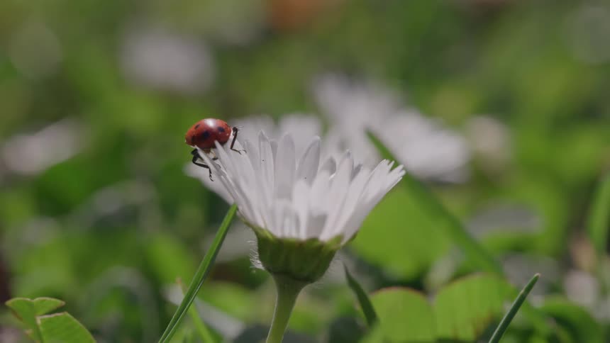 In a closeup shot a red ladybug slowly crawls over the center of a white daisy and down its petals until its hidden from view