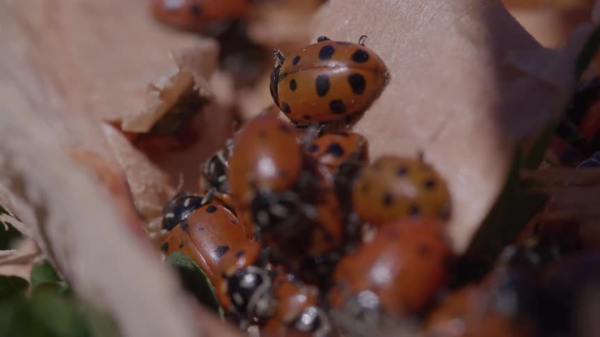 Closeup of ladybugs on a dry leaf