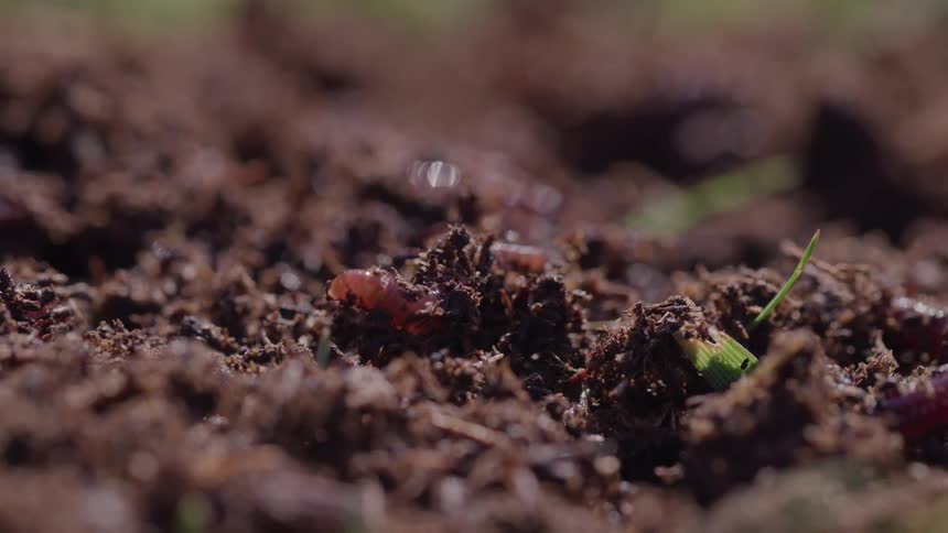 The worms crawl through the dirt