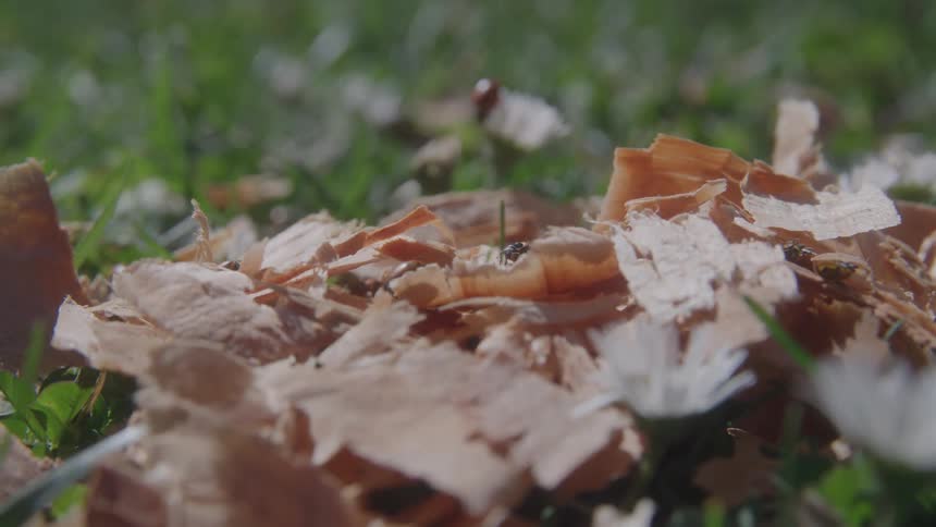 Bugs crawl over pencil shavings on grass