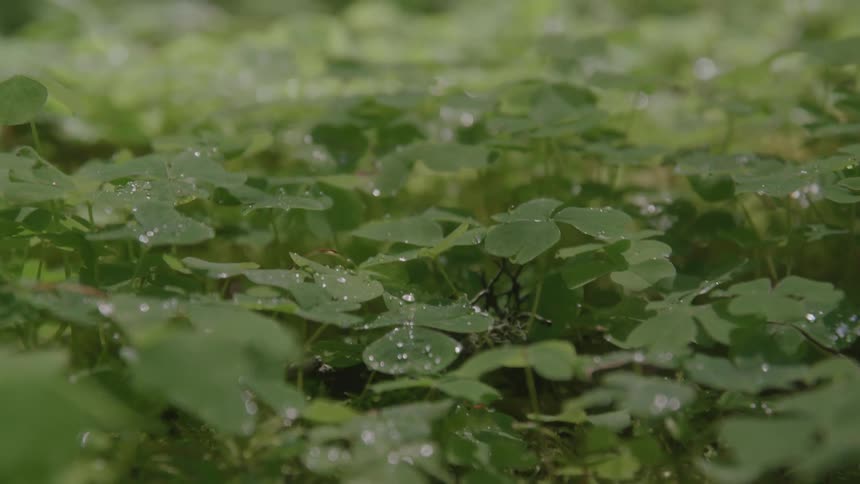 Closeup of dewy green clover leaves in a garden