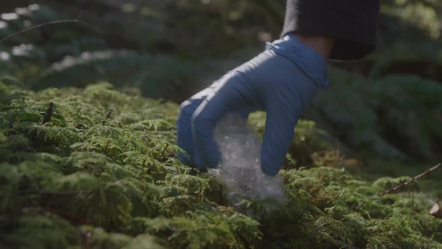 A gloved hand picks up plastic trash from moss in a forest