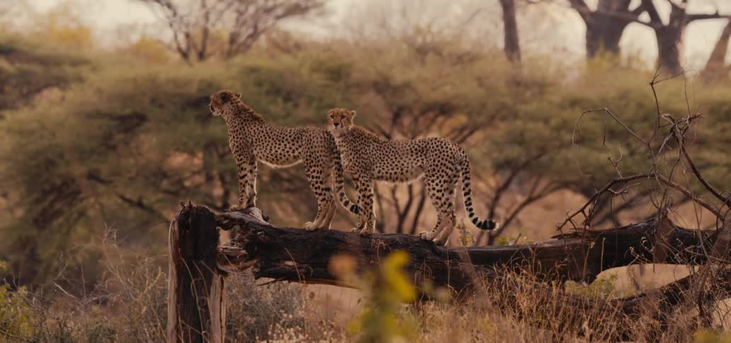A couple cheetahs on a log