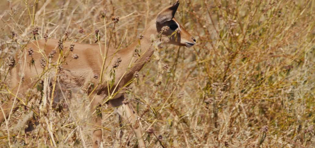 A deer steps through the brush