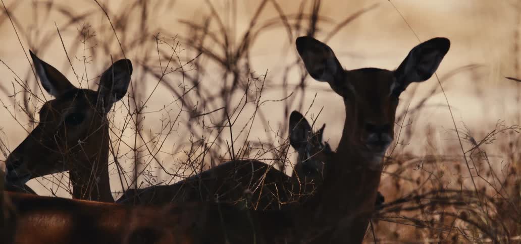 Three antelopes ruminating while resting at sunset