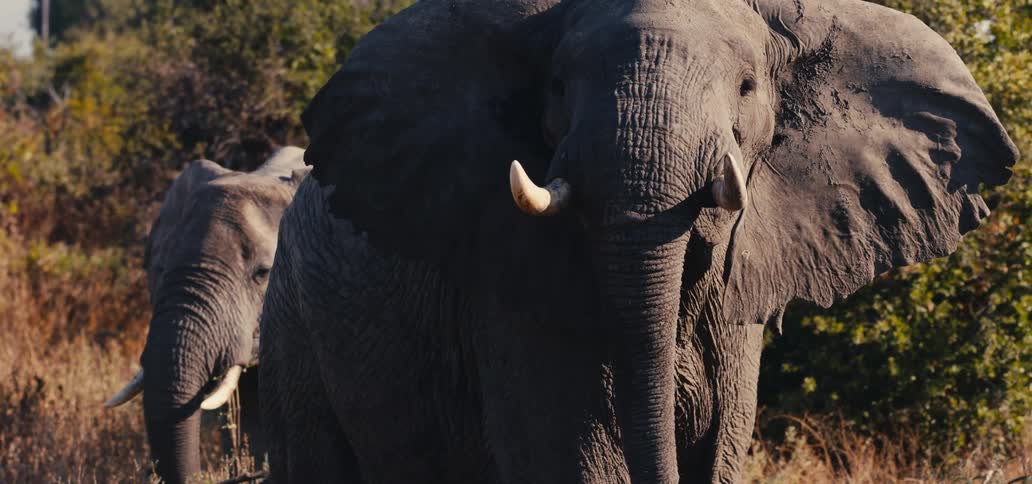 A couple elephants in the wild