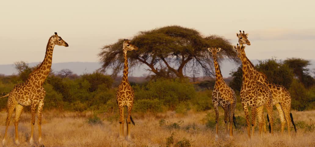 Group of giraffes standing in the savannah at sunset with trees in the background