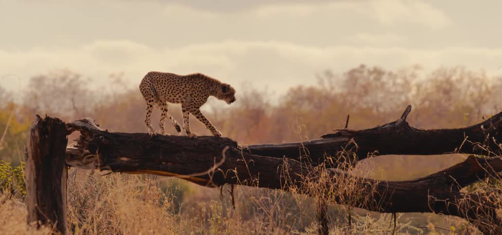 Two cheetahs explore a fallen tree in the savanna
