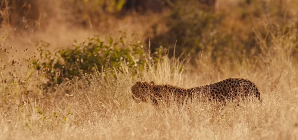 Cheetah walks through tall dry grass in the sun