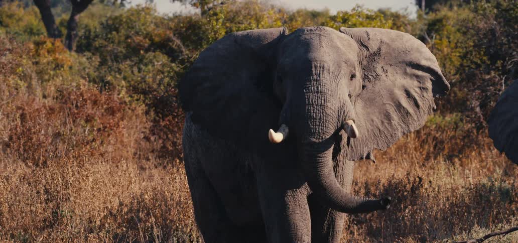 Sunlight shines on an elephant swinging its trunk as it walks though a field