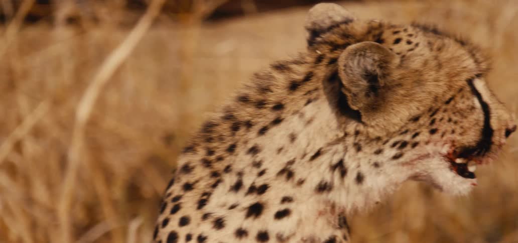 Young cheetah with a focused gaze amidst dry vegetation