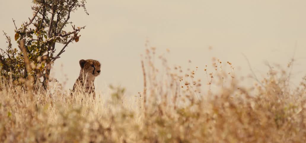 A leopart in a savanna looks out into the distance and shakes its head