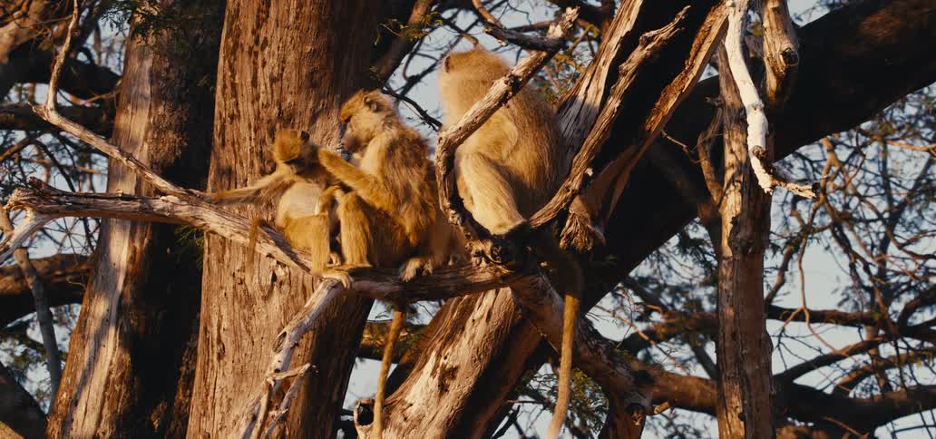 Based on the images from the video a group of three baboons is seen sitting in the branches of a large gnarled tree two of the baboons are facing each other with one appearing to be grooming the other the lighting suggests it is either early morning