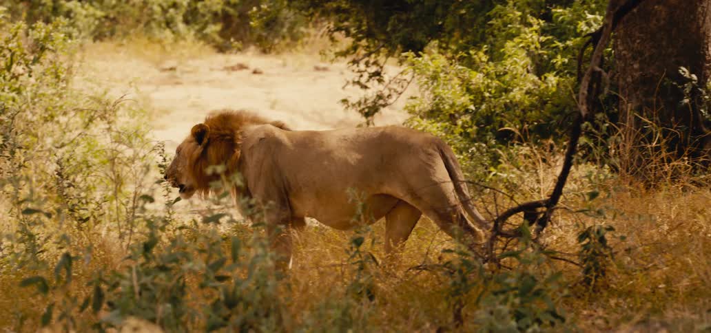 Lion walks between trees in a field