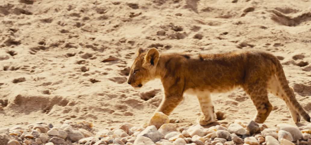 A lion cub walks across a sandy and rocky ground