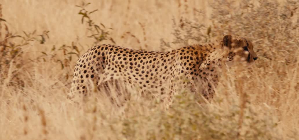 A cheetah as it walks slowly and stealthily through the tall dry grass of the savanna appearing to be stalking prey