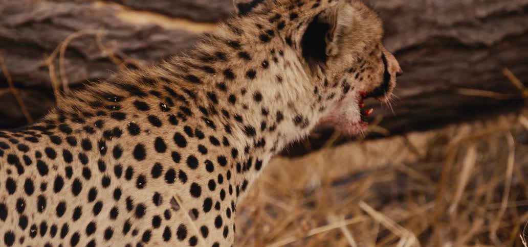 A cheetah walks about