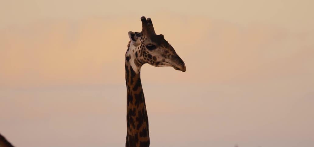 A closeup shot of a giraffes head and neck is briefly interrupted as another giraffe walks past in the foreground