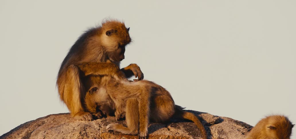 Monkeys sit on a rock while one grooms the other