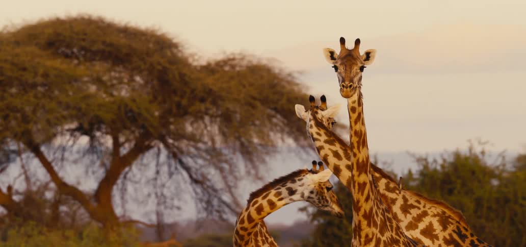 Three giraffes standing in a grassy savanna at sunset