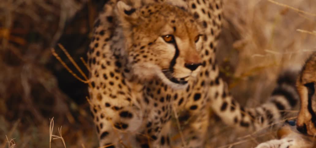 A cheetah approaches another
