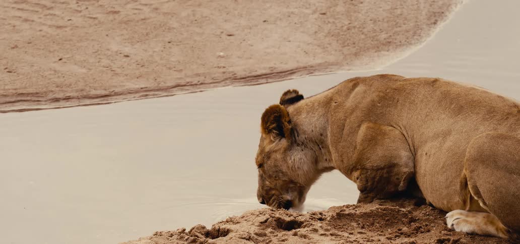 Lioness drinks water by the riverbank in the dry savanna environment
