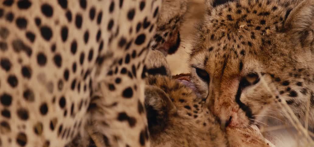 Cheetahs feed on a prey amid dry vegetation