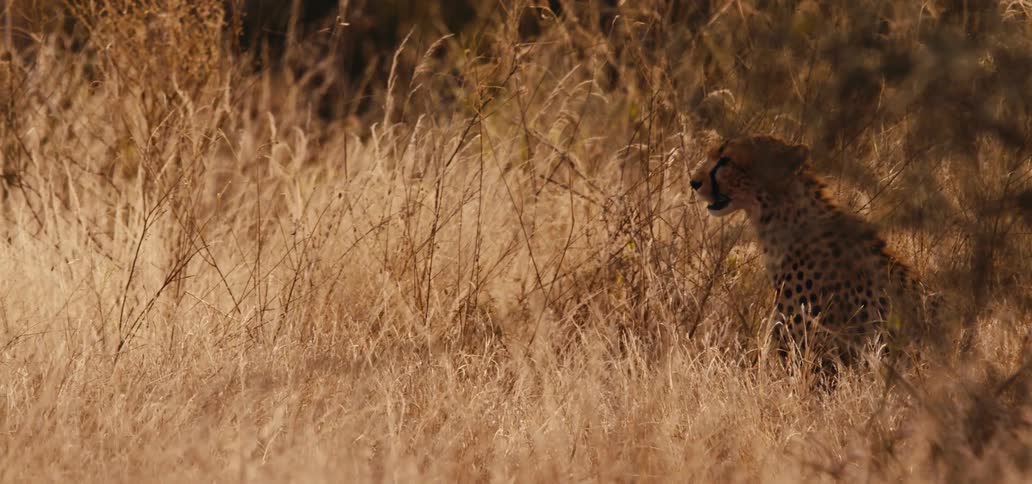 The cheetah is sitting in the shade