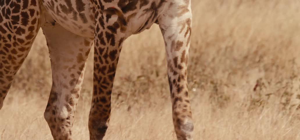 Giraffe legs highlighting its spots against the dry savanna