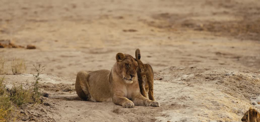Lioness lying on the sand receives affection from her cub rubbing against her face
