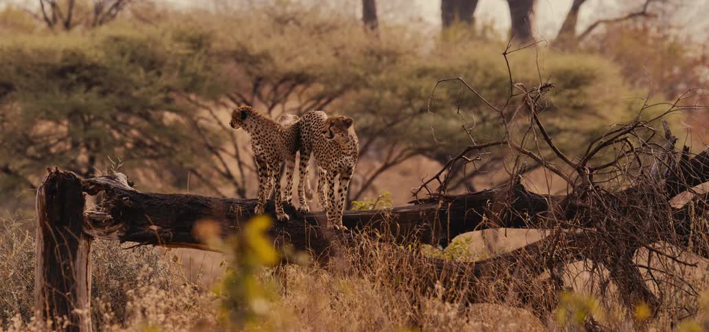 Two cheetah stand side by side on the fallen tree
