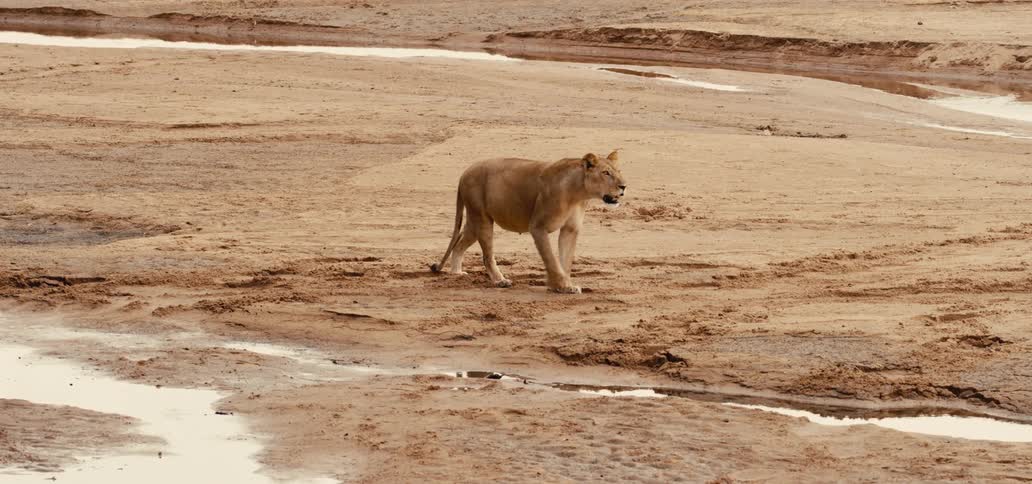 Lioness walking alone on arid ground with small water puddles