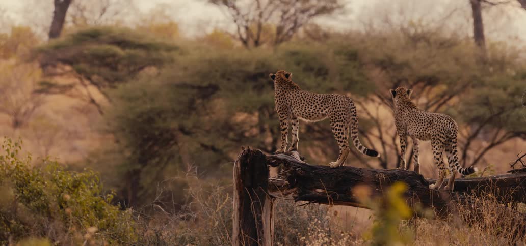 Two cheetahs stand on a fallen log scanning the savanna