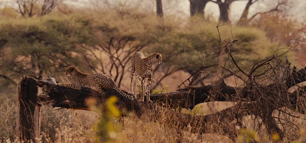 A couple cheetahs on a log
