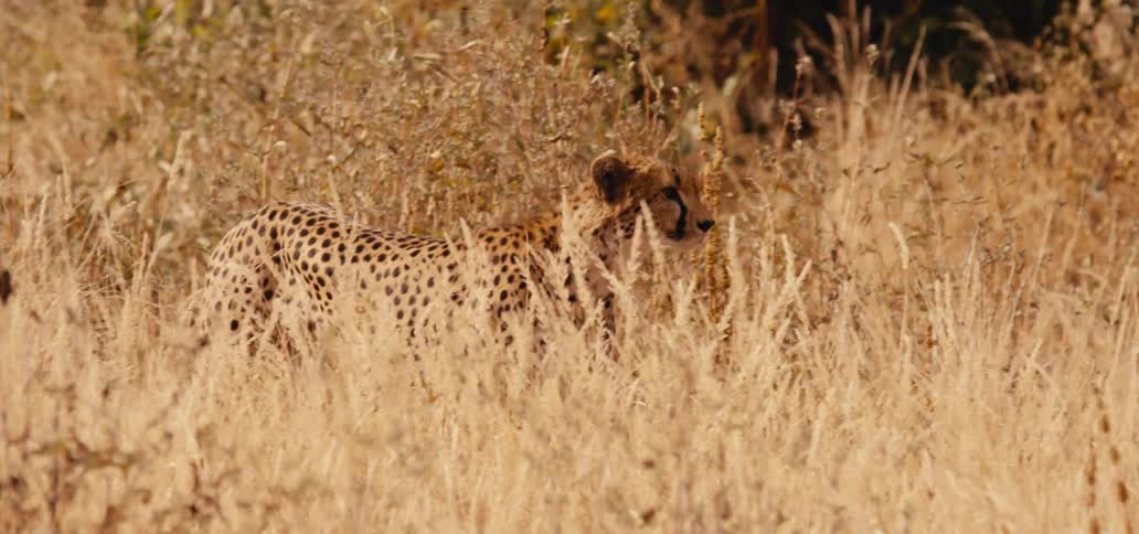 A cheetah hunts through the tall grass