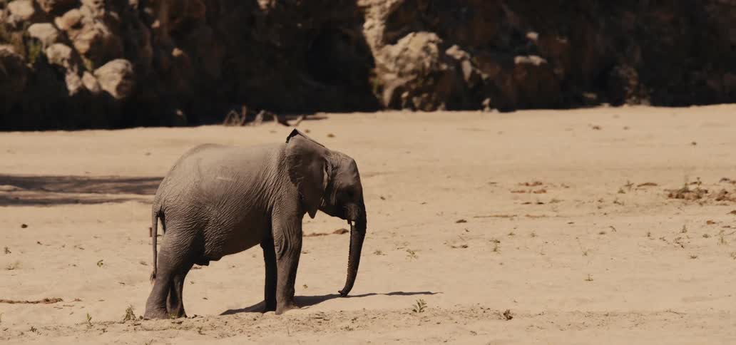 Elephant calf walking alone on sandy ground