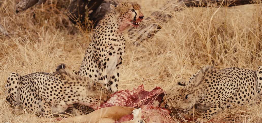 A group of three cheetahs is feeding on a large bloody carcass in dry yellow grass with two of the animals actively eating while a third sits upright in the center looking forward