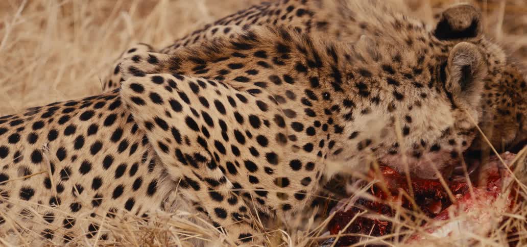 Two cheetahs eat a fresh kill in the savanna grass