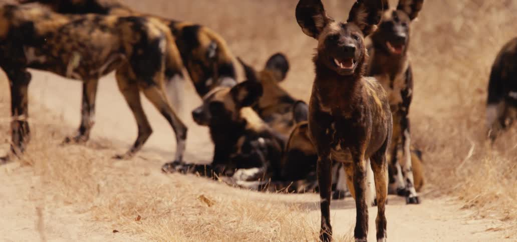 A pack of wild dogs stands and rests on a dry dirt path