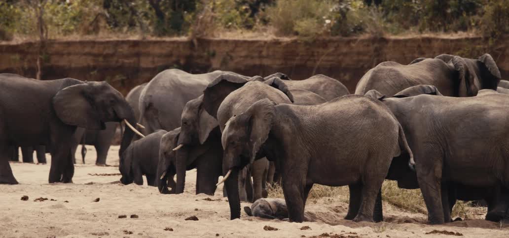 A herd of elephants in an enclosure