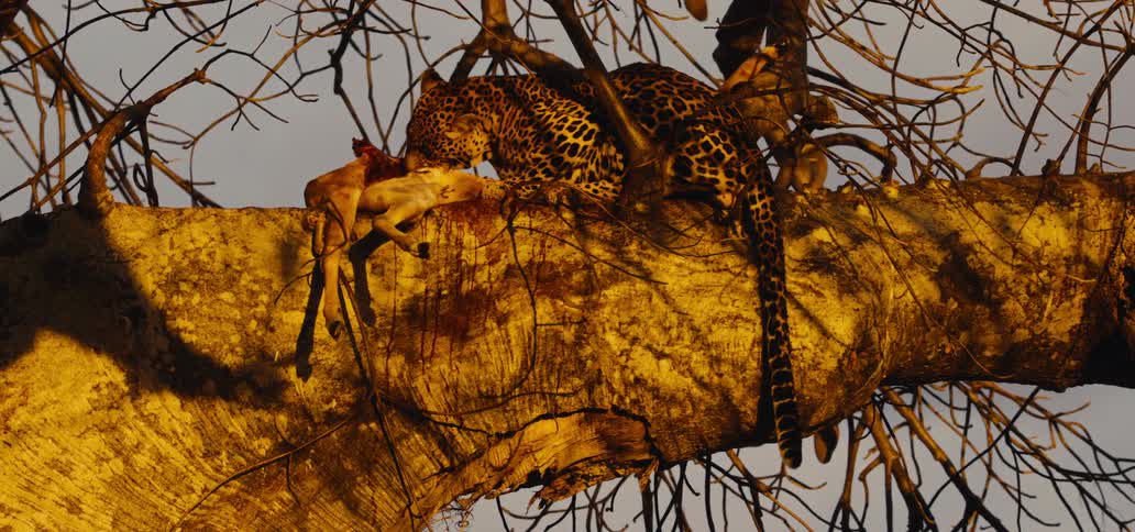 Leopard on a tree branch feeding on prey