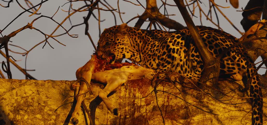 A leopard devours a dead animal carcass