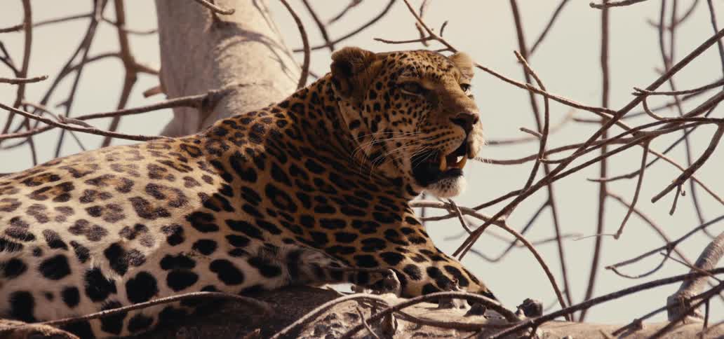 Leopard sitting in a tree as a fly sits on its head