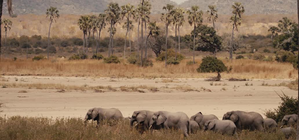 A herd of elephants is walking together from left to right across a wide dry tan landscape with a few small trees in the background