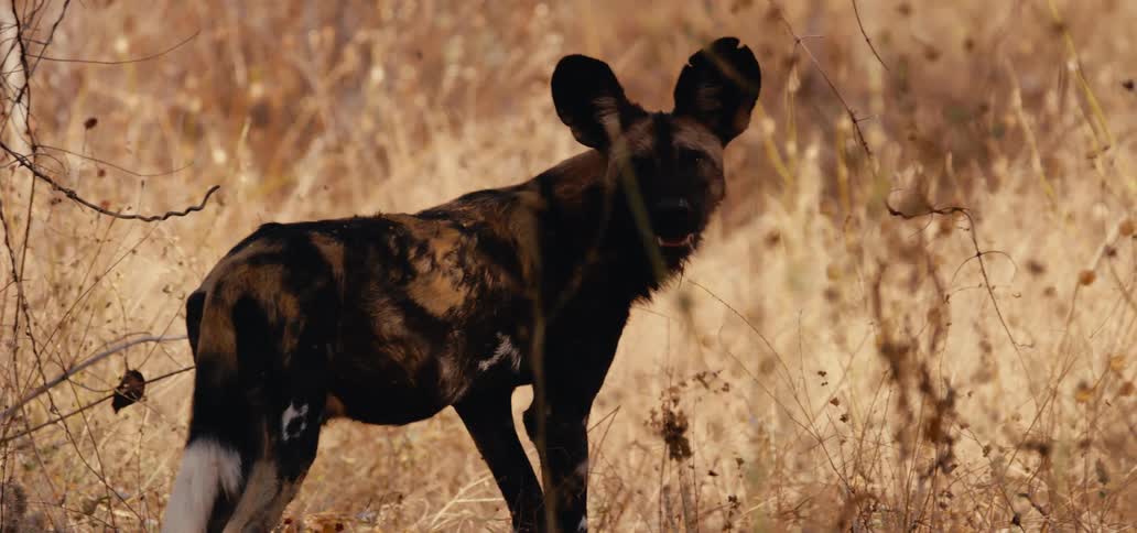 A hyena prowls through the field
