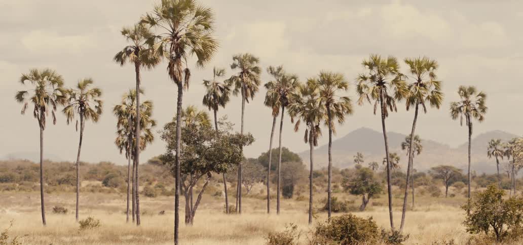 Savannah palm trees move in the wind with mountains in the distance under a cloudy sky
