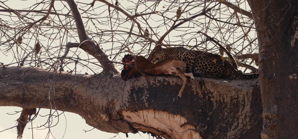 Leopard resting on a tree branch while holding its prey